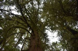 Clayton Franke / The Daily World
A Western red cedar lies in the DNRs 95-acre Mm Mm Good sale near Oakville, which was recently auctioned for $1.5 million.