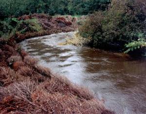 At his property in Pacific County, Dan Boeholt has piled hundreds of old Christmas trees, gathered by Boy Scouts, on the banks of the North River to prevent erosion. (Courtesy of Dan Boeholt)