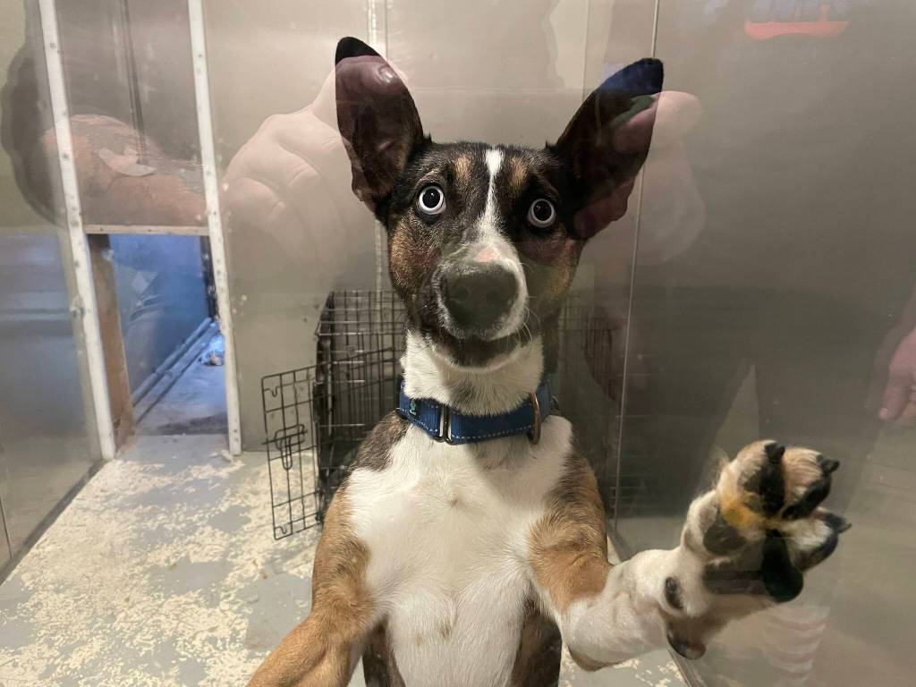 Cotton Candy, a recent intake at PAWS of Grays Harbor, stares expectantly. (Michael S. Lockett / The Daily World)