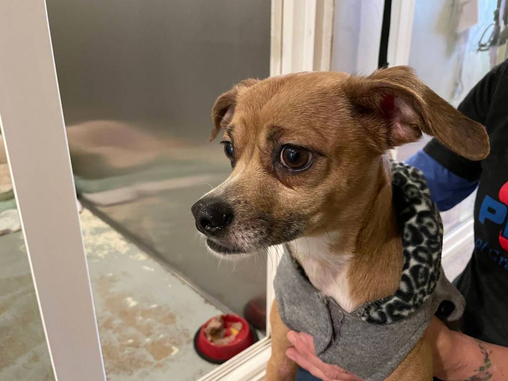 PAWS of Grays Harbor recently absorbed a number of puppies during an already-busy time for the shelter. (Michael S. Lockett / The Daily World)