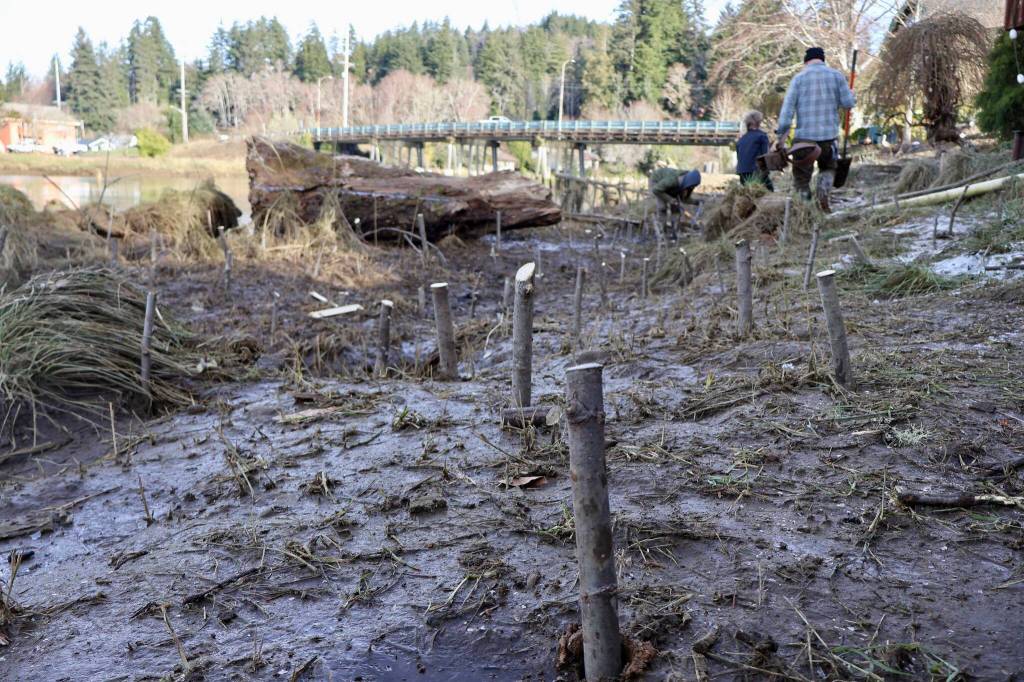 More than a thousand willows were live-staked into the ground to help stabilize the riverbank of the Wishkah near the Young Street Bridge. (Michael S. Lockett / The Daily World)