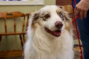 Michael S. Lockett / The Daily World File
Bo, a very good boy, was one of many dogs to spend time as guests at PAWS of Grays Harbor. The countys shelters had a busy 2023.