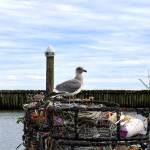 A seagull looks out while fishing vessels beyond the breakwater return to harbor at Westport on dump day. (Michael S. Lockett / The Daily World)