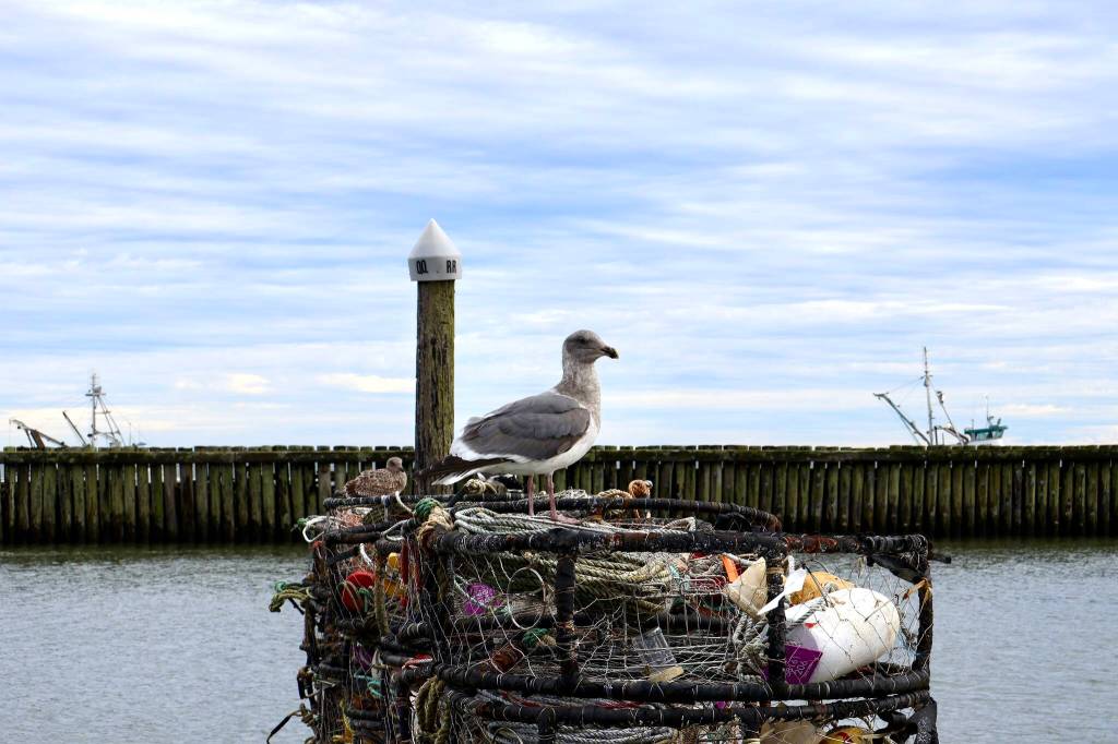 A seagull looks out while fishing vessels beyond the breakwater return to harbor at Westport on dump day. (Michael S. Lockett / The Daily World)