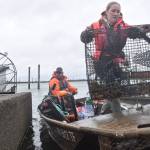 Clayton Franke / The Daily World
Olivia Britain, right, a green crab crew member with the Grays Harbor Conservation District, offloads a trap carrying invasive green crab at the Quinault Marina in Ocean Shores on April 11. The conservation district, along with two state agencies, combined to pull more than 2,100 of the harmful crab from the marina last week.