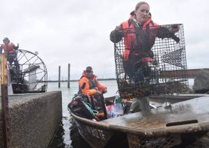 Clayton Franke / The Daily World
Olivia Britain, right, a green crab crew member with the Grays Harbor Conservation District, offloads a trap carrying invasive green crab at the Quinault Marina in Ocean Shores on April 11. The conservation district, along with two state agencies, combined to pull more than 2,100 of the harmful crab from the marina last week.