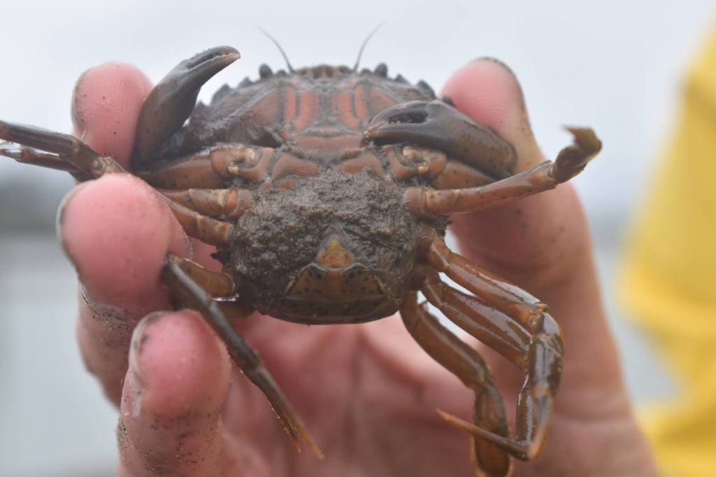 Clayton Franke / The Daily World
Alex Stote, coastal green crab specialist with Washington Sea Grant, holds a gravid, or egg-carrying, female green crab. Female green crab can spawn nearly 185,000 offspring per reproduction cycle.