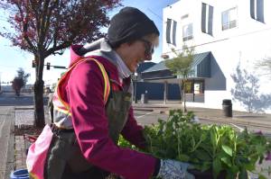 Matthew N. Wells / The Daily World
Bette Worth, who helped start Aberdeen Bloom Team in 2014, was planting again on North Broadway Street Wednesday morning as part of the volunteer teams efforts to beautify Aberdeen. Worth and her fellow volunteers spoke about what they love about their work.