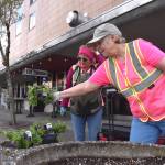 Matthew N. Wells / The Daily World
Bobbi McCracken, left, and Nancy LaCasse, volunteers for Aberdeen Bloom Team, plant Supertunia Royal Velvet Petunia hybrid flowers in the 100 block of East Wishkah Street. McCracken, along with Bette Worth, her partner on many projects throughout the city, helped start Aberdeen Bloom Team in 2014. It doesnt sound like theyll stop anytime soon as residents seem to enjoy the fruits of their labor.