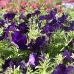 Matthew N. Wells / The Daily World
Along with the geraniums, million bells and bacopas, Aberdeen Bloom Team planted Supertunia Royal Velvet Petunia hybrids throughout Aberdeen Wednesday morning.