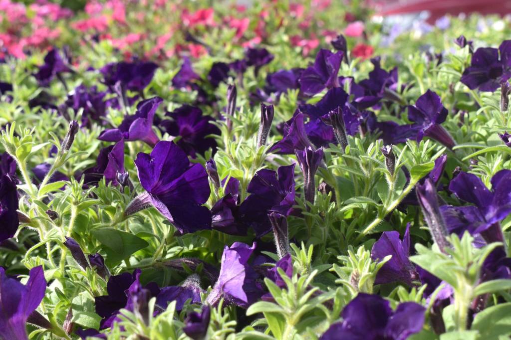 Matthew N. Wells / The Daily World
Along with the geraniums, million bells and bacopas, Aberdeen Bloom Team planted Supertunia Royal Velvet Petunia hybrids throughout Aberdeen Wednesday morning.