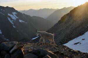 Caleb Hutton / The Herald
A goat in the North Cascades east of Marblemount in August 2017.