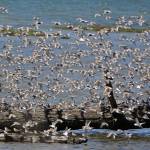 Dave Hayden / U.S. Fish and Wildlife Service
Shorebirds descend on a log at the Grays Harbor National Wildlife Refuge in 2016.