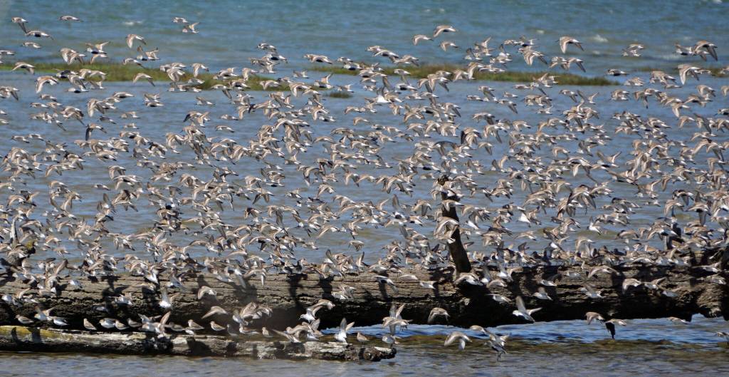 Dave Hayden / U.S. Fish and Wildlife Service
Shorebirds descend on a log at the Grays Harbor National Wildlife Refuge in 2016.