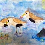 Sarah Dormer / U.S. Fish and Wildlife Service
This painting of feeding Dunlins by Autumn Coty, a fourth-grader at Simpson Elementary School in Montesano, won first prize at the 2024 Grays Harbor Shorebird Festival and will be used to promote next years festival.