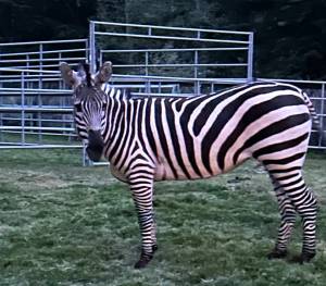 Gwen Mielke
A zebra, named Sugar, stands in an enclosure in North Bend on May 3, five days after it escaped from a trailer near I-90. Elma residents Larry and Gwen Mielke were called in to assist with the capture effort.