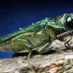 Oregon Public Broadcasting
Even a small insect, such as the Emerald Ash borer, can devastate Washington forests. Their impacts could jeopardize forest economies and favorite outdoor recreation sites. Instead of tall groves, imagine tree stumps. Small pests can make big impacts.