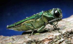 Oregon Public Broadcasting
Even a small insect, such as the Emerald Ash borer, can devastate Washington forests. Their impacts could jeopardize forest economies and favorite outdoor recreation sites. Instead of tall groves, imagine tree stumps. Small pests can make big impacts.