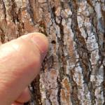 A D-shaped exit hole indicates an Emerald Ash borer infestation on an ash tree in Forest Grove, Ore. (Dominic Maze / Oregon Pubic Broadcasting)