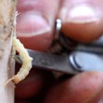Oregon Pubic Broadcasting
In this Oct. 26, 2011 file photo, an Emerald Ash borer larvae is removed from an ash tree in Saugerties, N.Y. The Emerald Ash borer, first found in 2002 in Michigan, is now in 30 states and has killed hundreds of millions of ash trees. Forests from New England to the West Coast are jeopardized by invasive pests that defoliate and kill trees. Scientists said the pests are driving some tree species toward extinction and causing billions of dollars a year in damage.