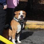 An Aberdeen Police Department working dog takes a moment from greeting guests at the Badges and Brews event hosted by the Aberdeen Starbucks. (Michael S. Lockett / The Daily World)