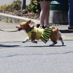 A corgi marches in the McCleary Bear Festival parade on Saturday. (Michael S. Lockett / The Daily World)