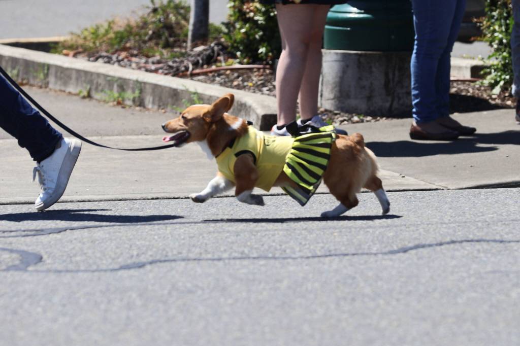 A corgi marches in the McCleary Bear Festival parade on Saturday. (Michael S. Lockett / The Daily World)