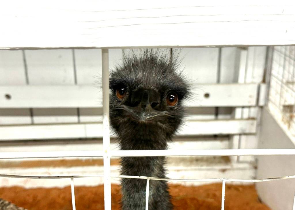 Michael S. Lockett / The Daily World
A dinosaur gazes upon the world with malice.