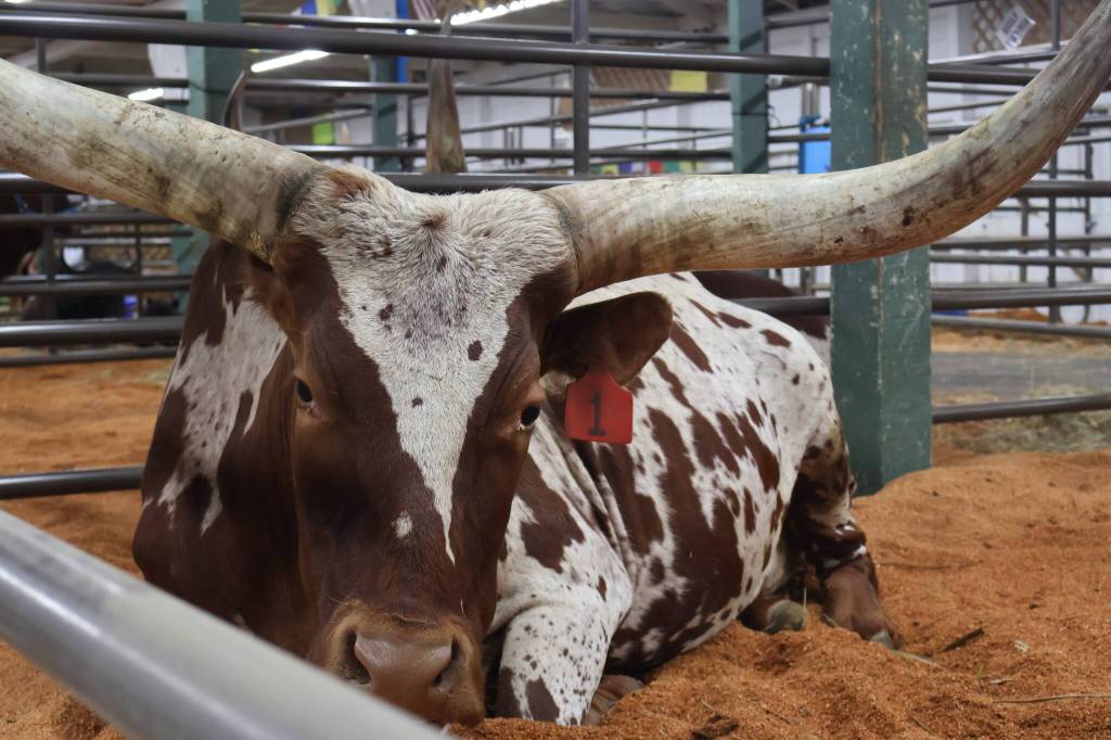 Michael S. Lockett / The Daily World
Some sort of livestock gazes knowingly.