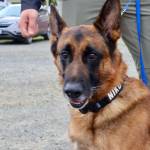 Michael S. Lockett / The Daily World
Hardworking good boy Niko looks around during a National Night Out event in Hoquiam.