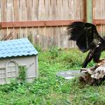 A juvenile bald eagle lands on a log while being rehabilitated at the Twin Harbors Wildlife Center. (Michael S. Lockett / The Daily World)