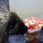 Tipsy, Twin Harbors Wildlife Centers resident porcupine, inspects breakfast. (Michael S. Lockett / The Daily World)