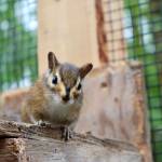 A curious chipmunk investigates while being rehabilitated at the Twin Harbors Wildlife Center. (Michael S. Lockett / The Daily World)