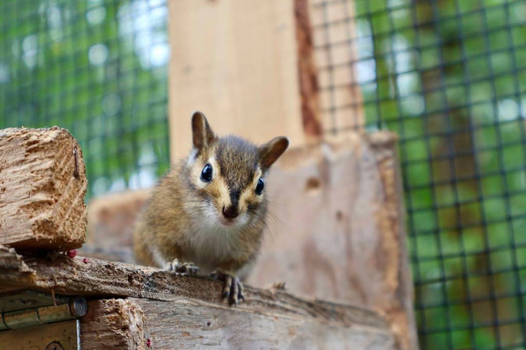 A curious chipmunk investigates while being rehabilitated at the Twin Harbors Wildlife Center. (Michael S. Lockett / The Daily World)