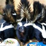 A squad of skunks scampers to breakfast while being rehabilitated at the Twin Harbors Wildlife Center. (Michael S. Lockett / The Daily World)