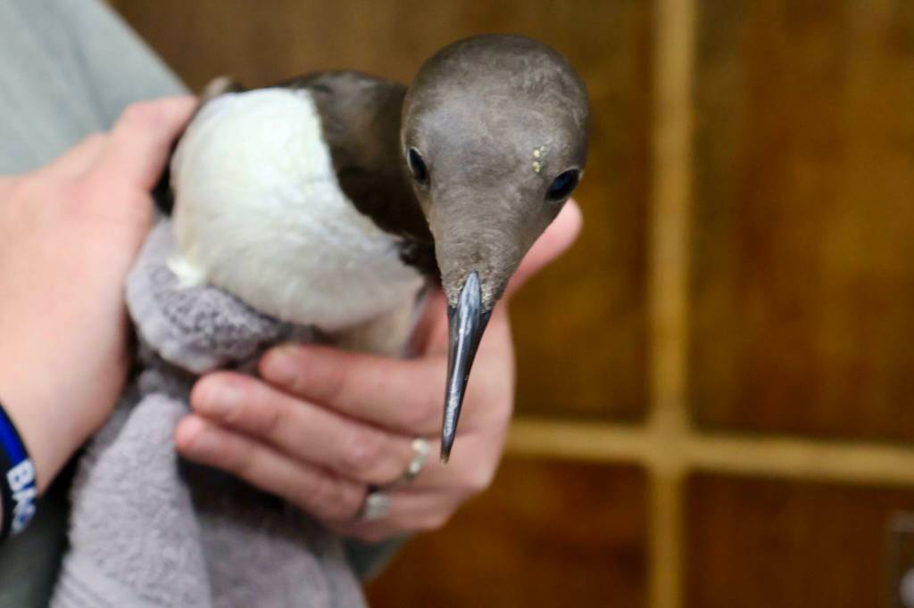 Karla Kershaw readies a juvenile murre for transport at Twin Harbors Wildlife Center. (Michael S. Lockett / The Daily World)