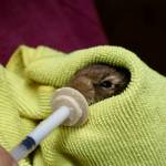 Volunteer Bailey Davis feeds a baby rabbit at the Twin Harbors Wildlife Center. (Michael S. Lockett / The Daily World)