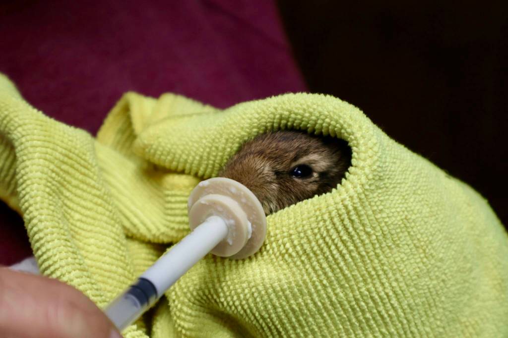 Volunteer Bailey Davis feeds a baby rabbit at the Twin Harbors Wildlife Center. (Michael S. Lockett / The Daily World)