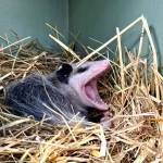 A possum startles in surprise while being rehabilitated at the Twin Harbors Wildlife Center. (Michael S. Lockett / The Daily World)