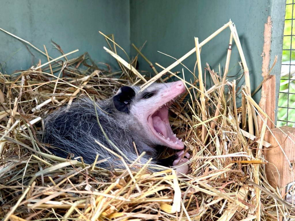 A possum startles in surprise while being rehabilitated at the Twin Harbors Wildlife Center. (Michael S. Lockett / The Daily World)