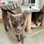Michael S. Lockett / The Daily World
PAWS of Grays Harbor hopes to find permanent homes for many of its residents, like this cat and its kitten, during its Clear the Shelter event this month.