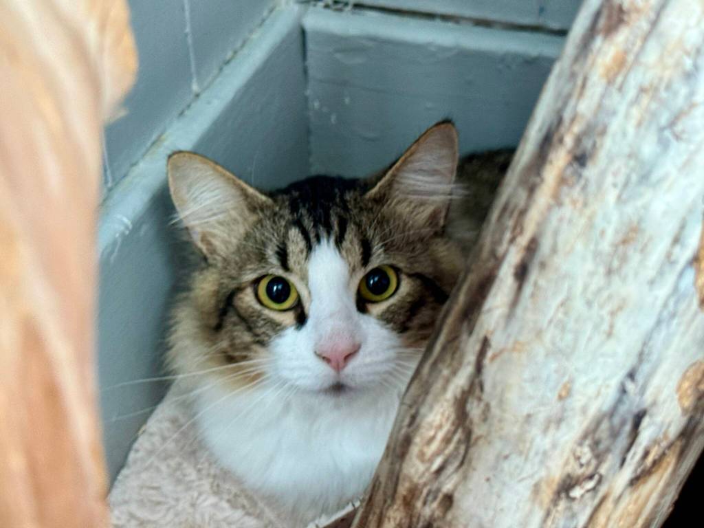 PAWS of Grays Harbor hopes to find permanent homes for many of its resident, like this barn cat, during its Clear the Shelter event this month. (Michael S. Lockett / The Daily World)