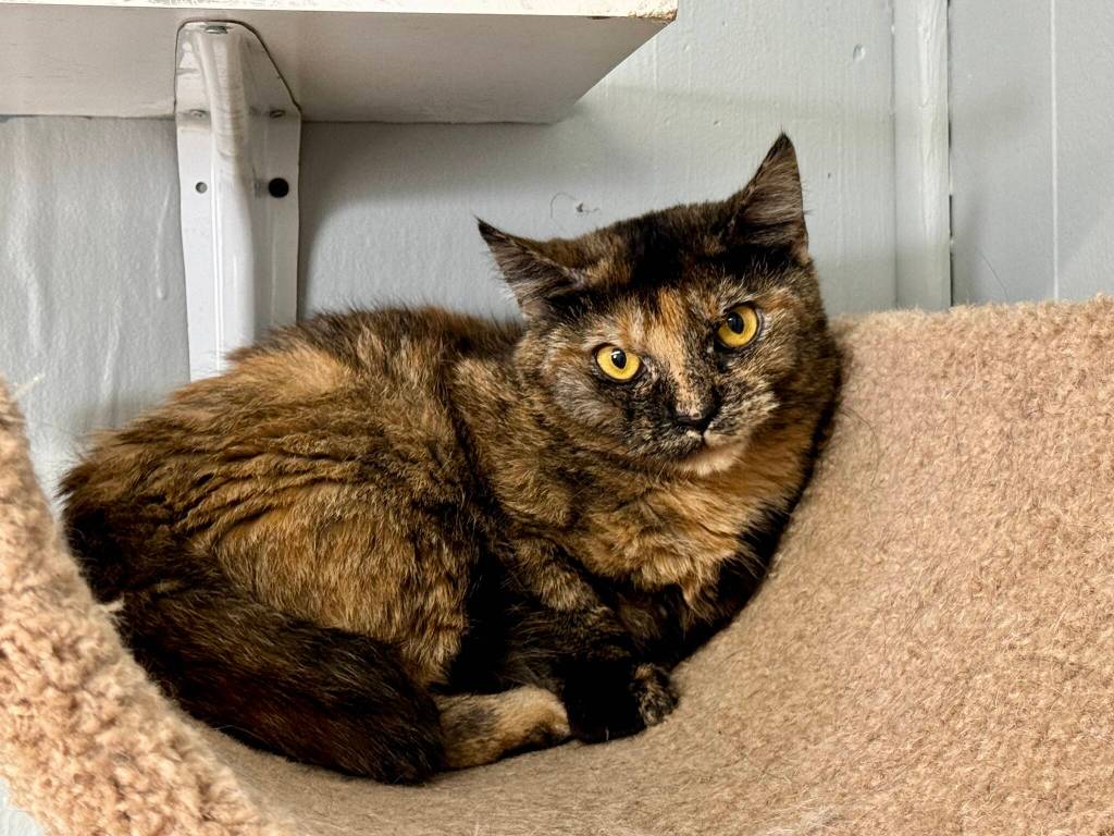 PAWS of Grays Harbor hopes to find permanent homes for many of its resident, like this barn cat, during its Clear the Shelter event this month. (Michael S. Lockett / The Daily World)