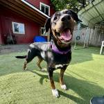 Michael S. Lockett / The Daily World
Applesauce is one of the dogs PAWS of Grays Harbor hopes to find a home for during its Clear the Shelter event this month.