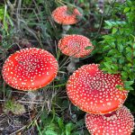 Coastal Shores and Spores Mycological Society
Mushroom foraging in the Quinault Rainforest might just produce this colorful specimen.