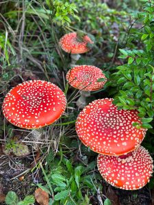 Coastal Shores and Spores Mycological Society
Mushroom foraging in the Quinault Rainforest might just produce this colorful specimen.