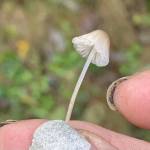 Coastal Shores and Spores Mycological Society
A tiny mushroom is a prize for a mushroom forager.