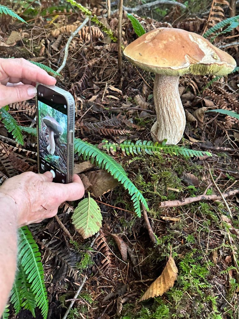 Coastal Shores and Spores Mycological Society
A mushroom hunter documents a find.