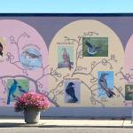 Grays Harbor Audubon Society
The Our Backyard Birds mural brightens and enlightens on the 6th Street side of 605 Simpson Ave. in Hoquiam.