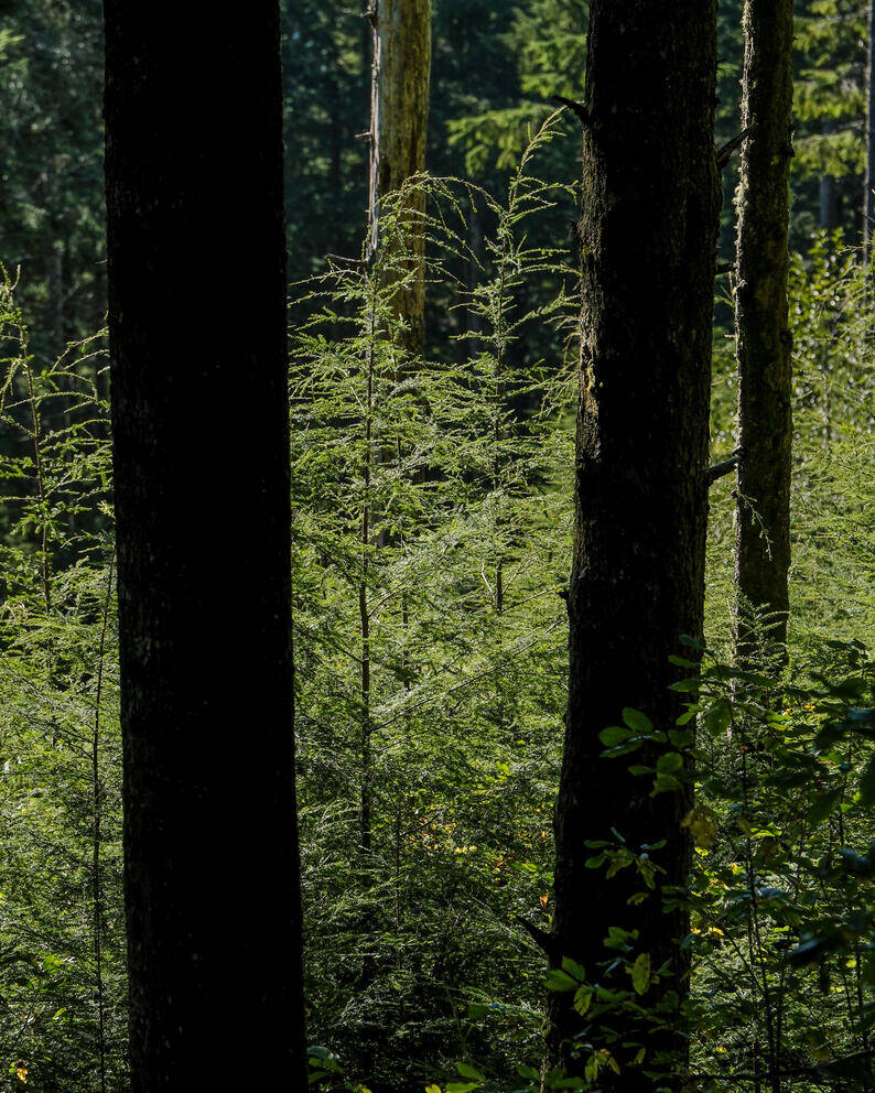 Young hemlock trees on the Ellsworth Creek Preserve. The Nature Conservancy is partnering with Rake Force, a regenerative agroforestry start-up, to thin the hemlock to reduce fuel loading and improve overall stand health.